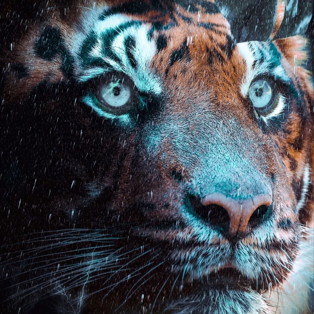 Blue Eyed Tiger in the Rain - Gen Z